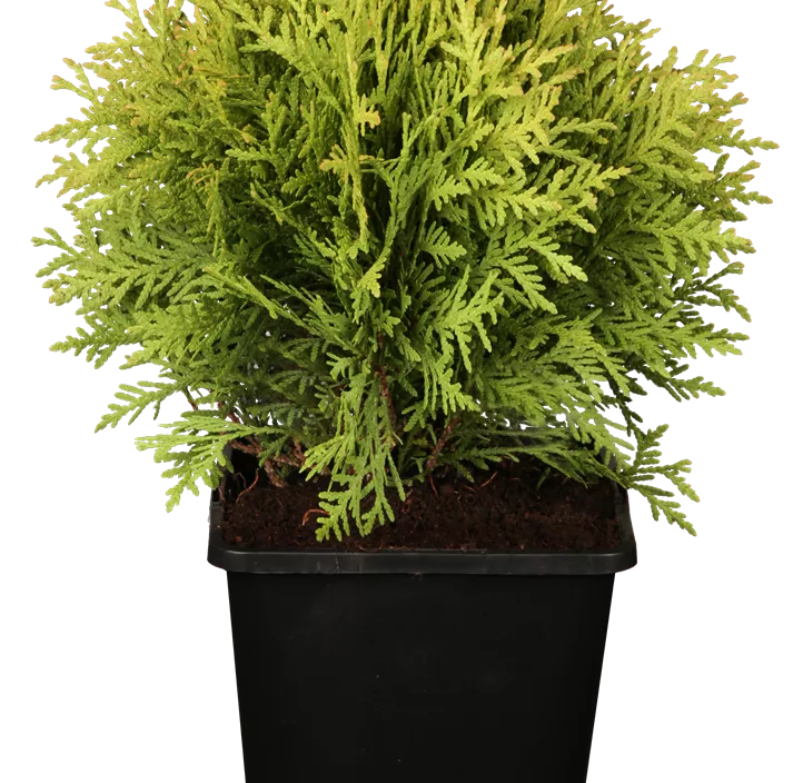 Lebensbaum 'Mirjam'®