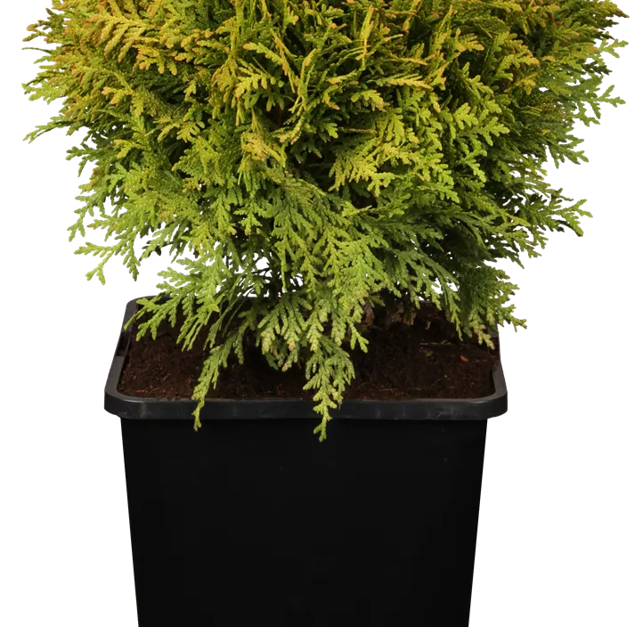 Lebensbaum 'Mirjam'®