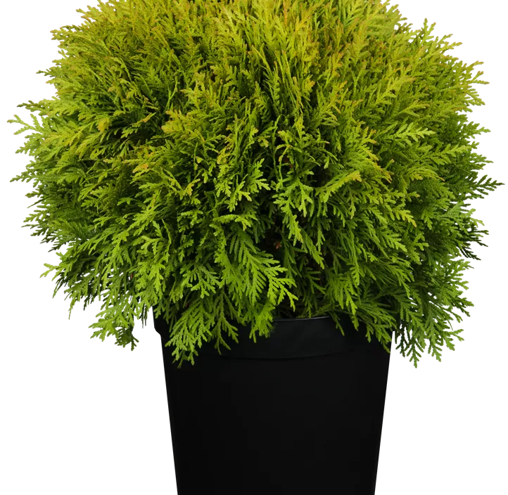 Lebensbaum 'Mirjam'®