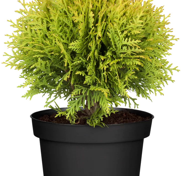 Lebensbaum 'Mirjam'®