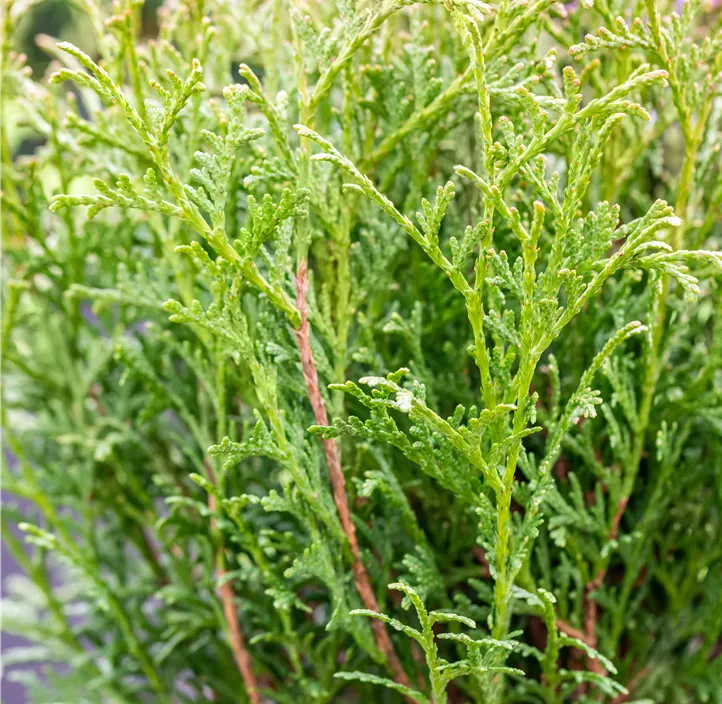 Lebensbaum 'Tiny Tim'