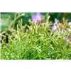 bellaflora Gartencenter GmbH