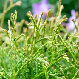 Thuja occidentalis Tiny Tim