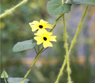 Thunbergia alata Pyramide