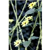 bellaflora Gartencenter GmbH