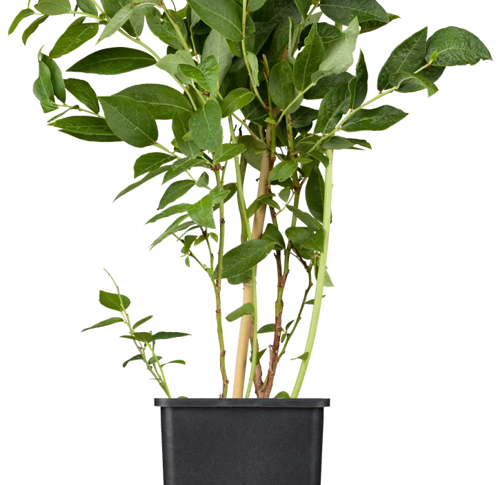 Heidelbeere 'Brigitta Blue' Heidelbeere 'Brigitta Blue'