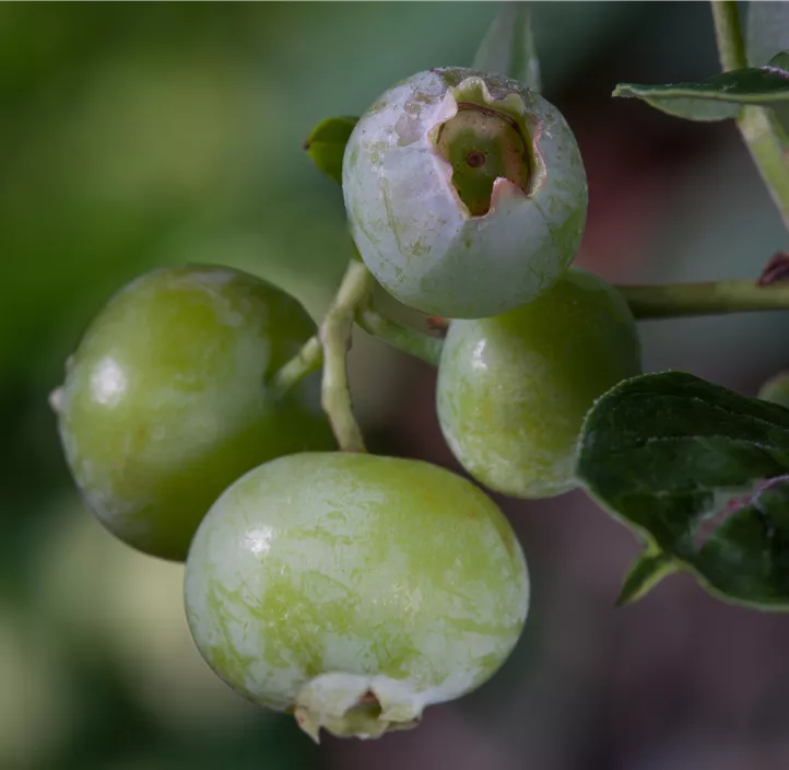 Heidelbeere 'Brigitta Blue' Heidelbeere 'Brigitta Blue'