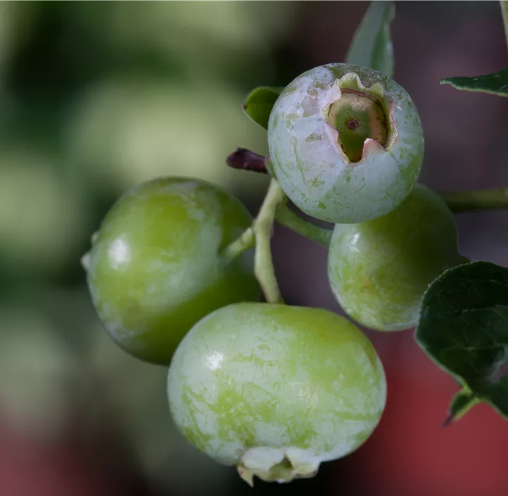 Heidelbeere 'Brigitta Blue' Heidelbeere 'Brigitta Blue'