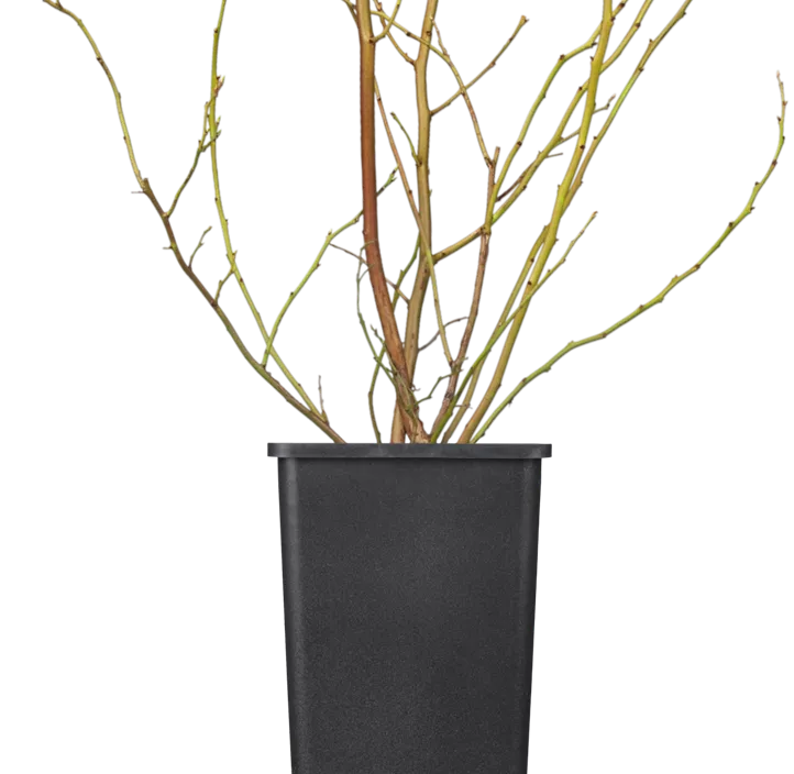 Heidelbeere 'Brigitta Blue' Heidelbeere 'Brigitta Blue'