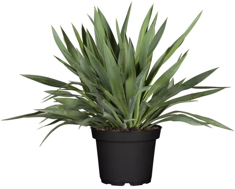 Yucca gloriosa, Kerzen-Palmlilien - Bellaflora