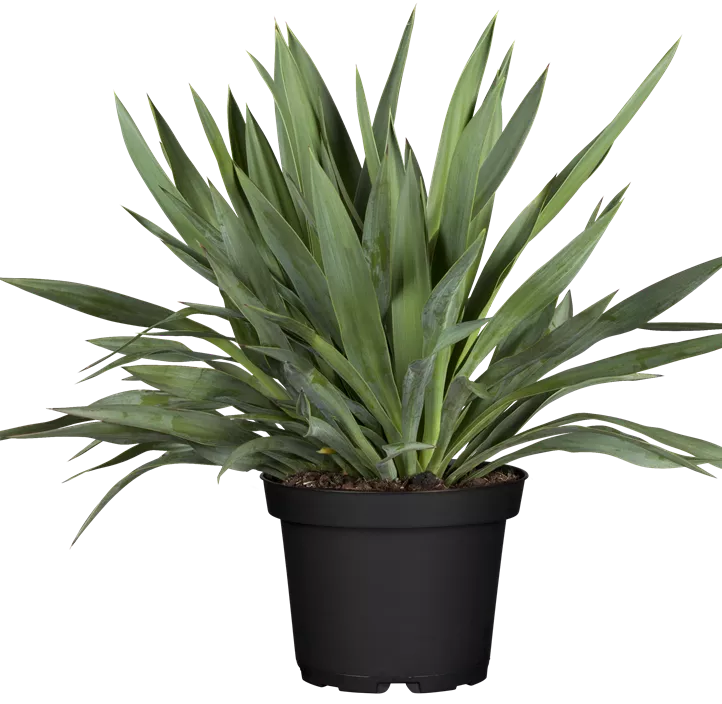 Kerzen-Palmlilien Kerzen-Palmlilien