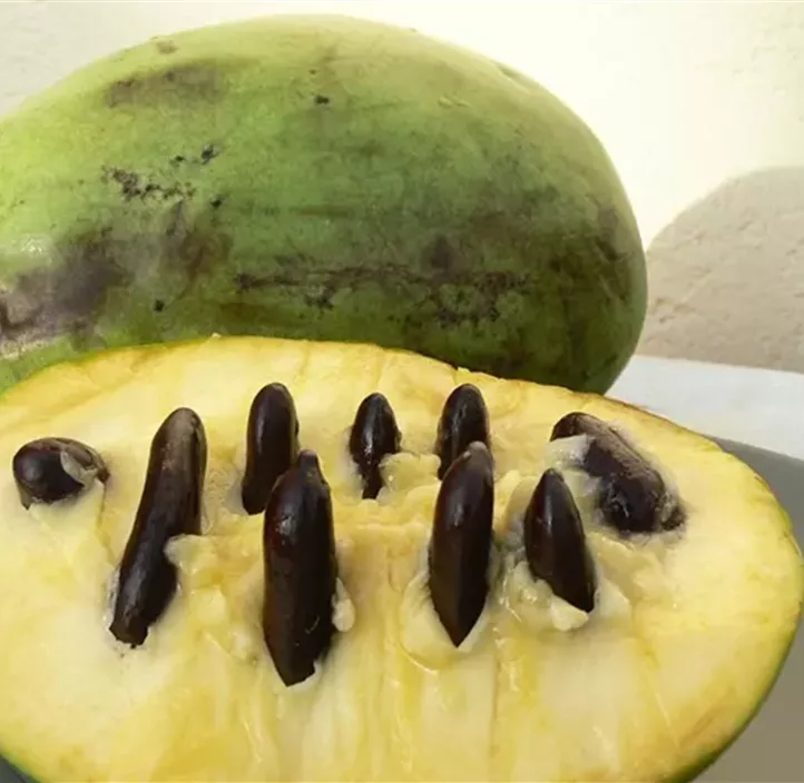 Indianabanane 'Shenandoah® Peterson Pawpaw®'