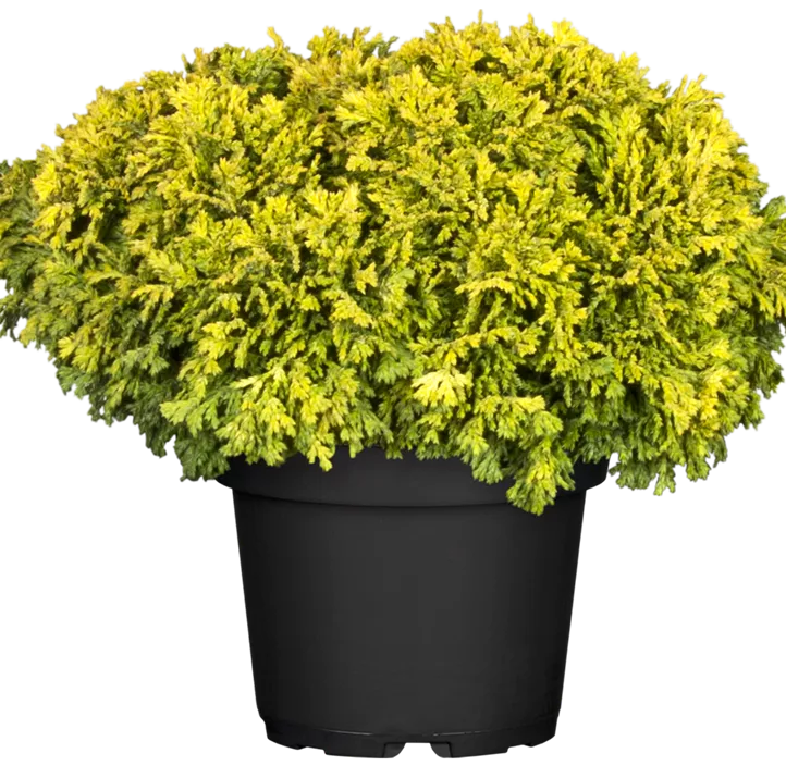 Fadenzypresse 'Golden Pincushion' Fadenzypresse 'Golden Pincushion'