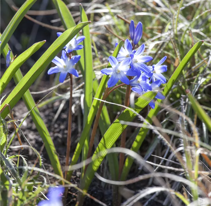 Schneeglanz 'Blue Giant'