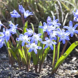 Chionodoxa Blue Giant
