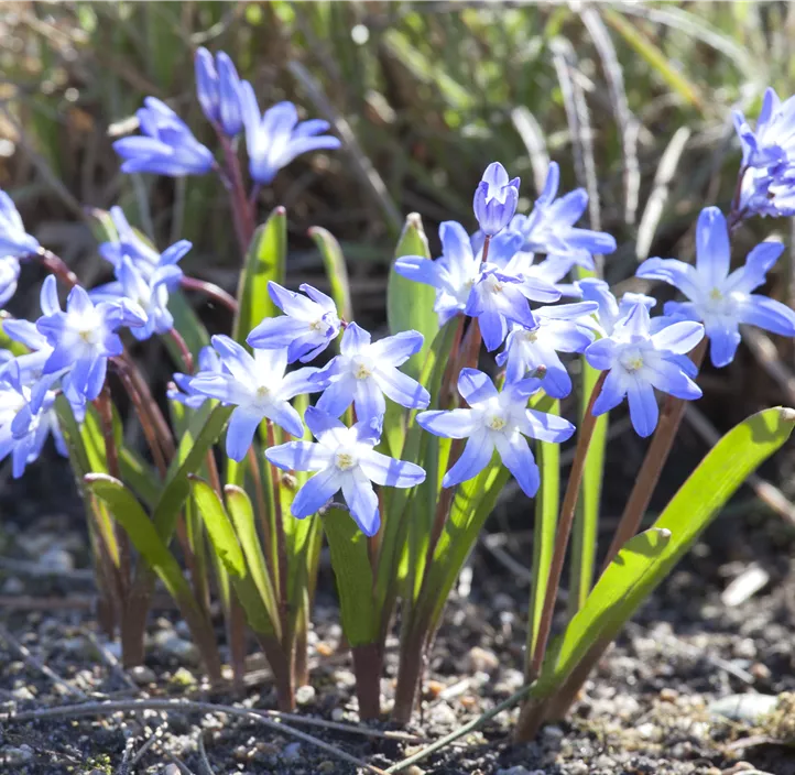 Schneeglanz 'Blue Giant'