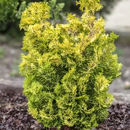 Chamaecyparis obtusa 'Meroki Twin' Chamaecyparis obtusa 'Meroki Twin'