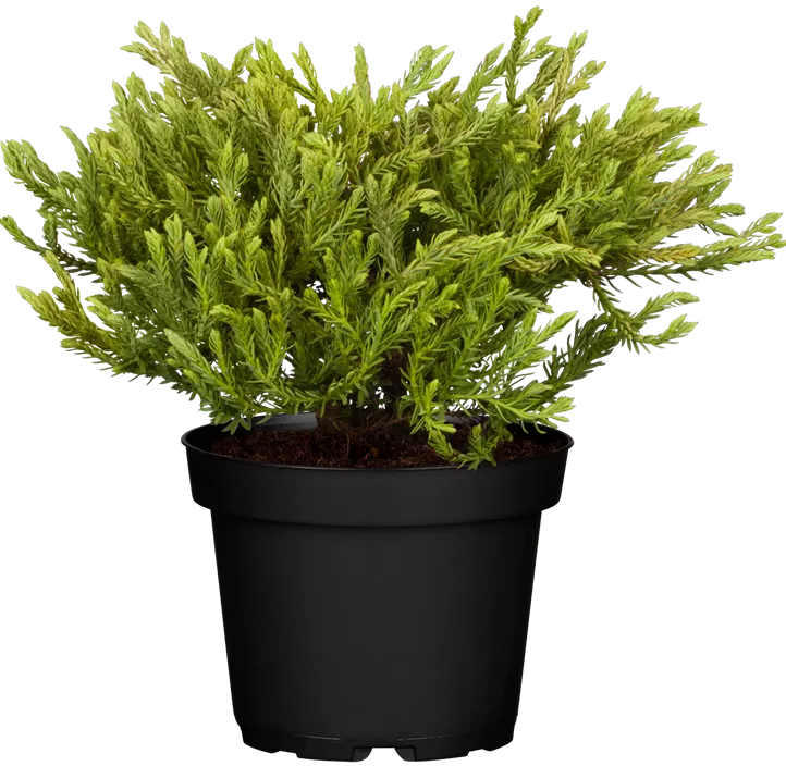 Lebensbaum 'Golden Tuffet' Lebensbaum 'Golden Tuffet'