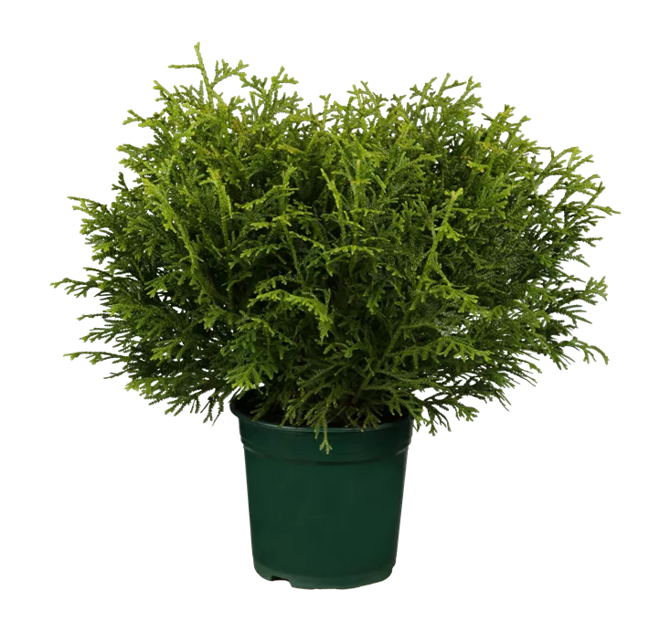 Zwerg-Hiba-Lebensbaum 'Nana'