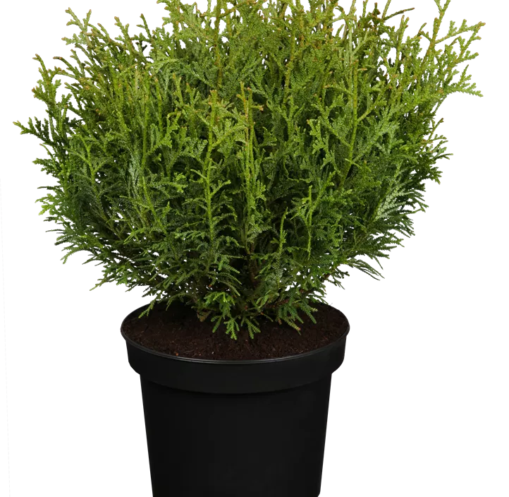 Zwerg-Hiba-Lebensbaum 'Nana'