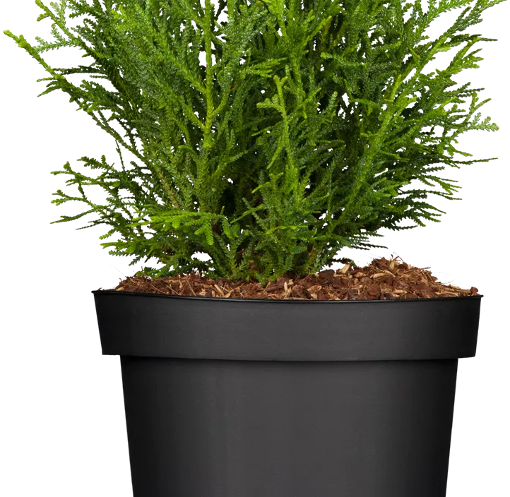 Zwerg-Hiba-Lebensbaum 'Nana'