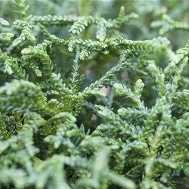 Thujopsis dolobrata Nana
