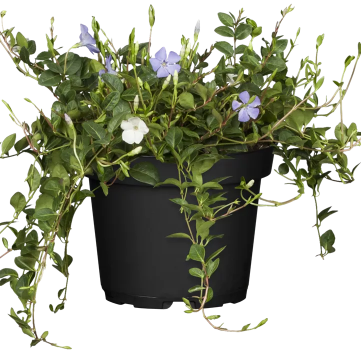 Immergrün Immergrün