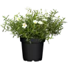 bellaflora Gartencenter GmbH