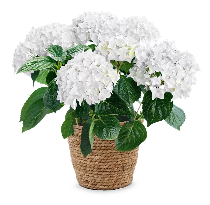 Bauernhortensie