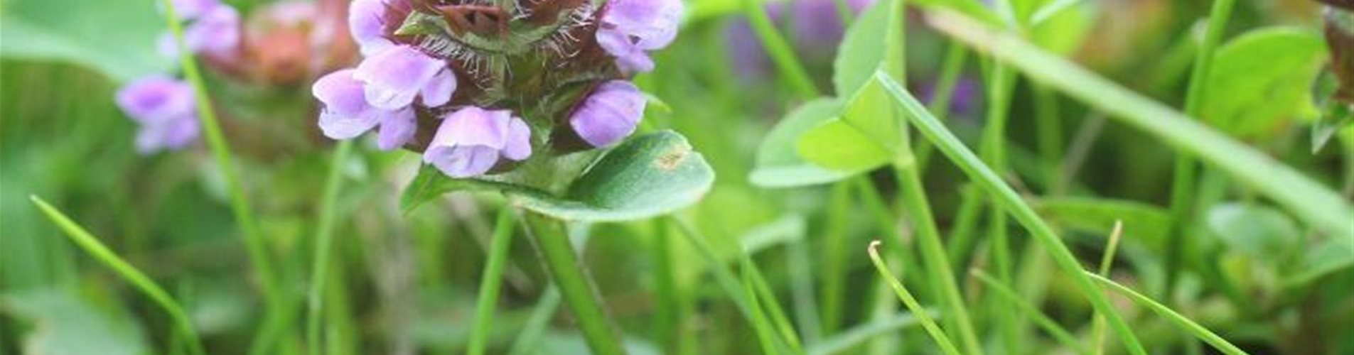 Rasen-Ratgeber - Unkraut Rasen-Ratgeber - Unkraut