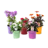 bellaflora Gartencenter GmbH