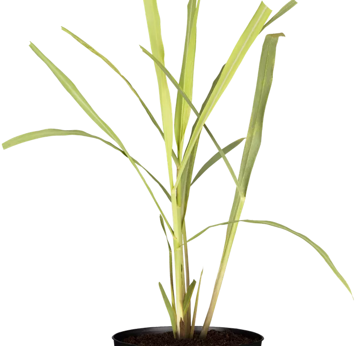 Zitronengras Zitronengras