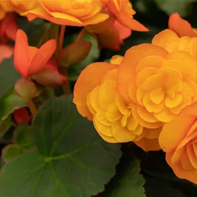 Begonia elatior Catrin