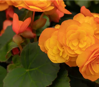 Begonia elatior Catrin