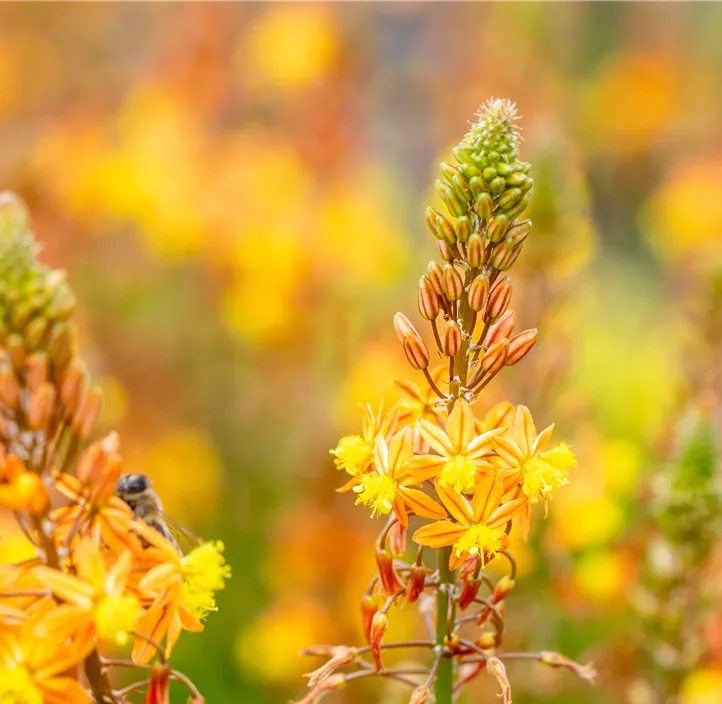 Katzenschwanzpflanze 'Medicus' Katzenschwanzpflanze 'Medicus'