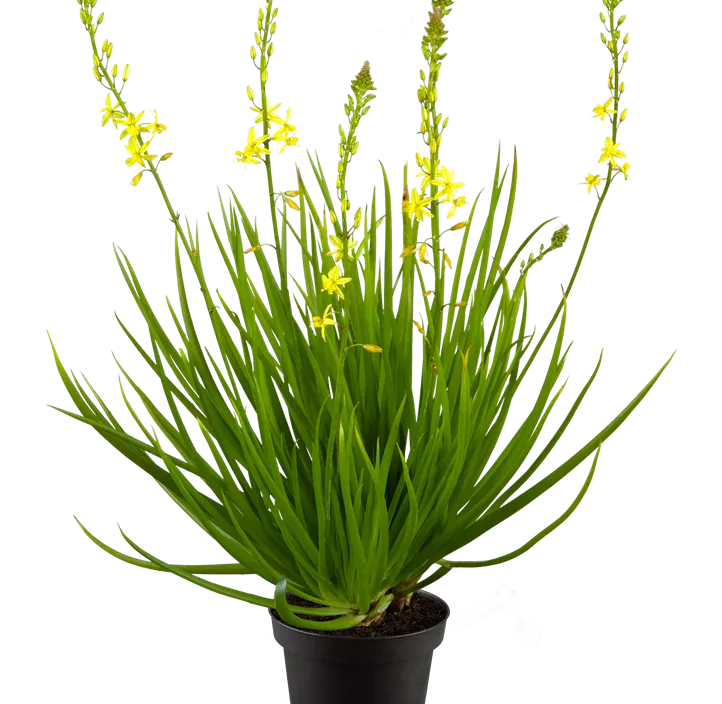 Katzenschwanzpflanze 'Medicus' Katzenschwanzpflanze 'Medicus'