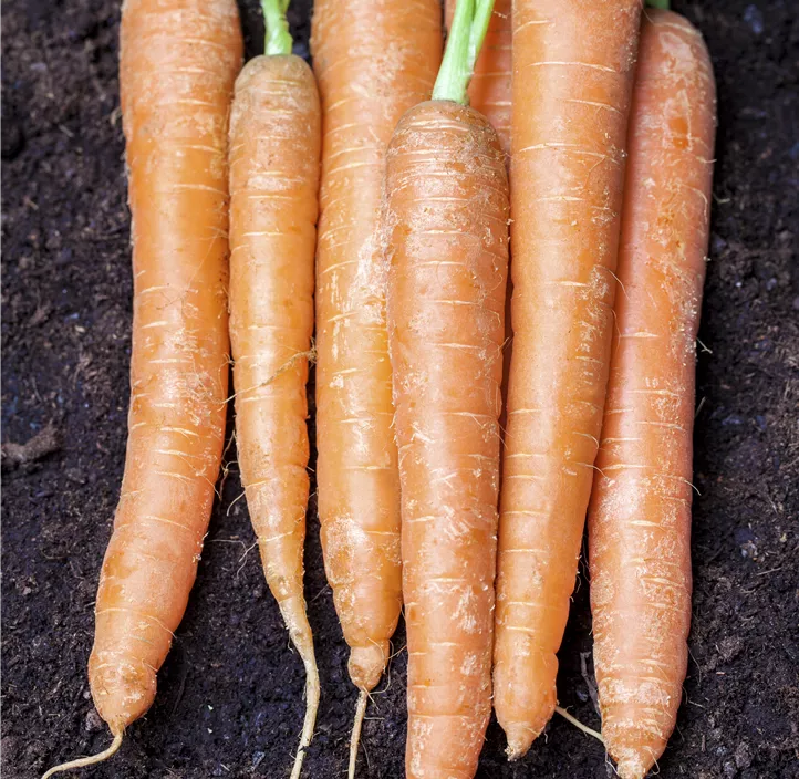 Gartenmöhre