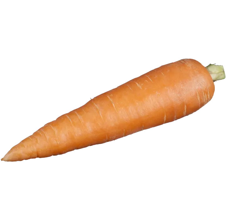 Gartenmöhre
