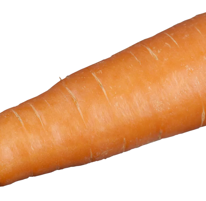 Gartenmöhre Gartenmöhre