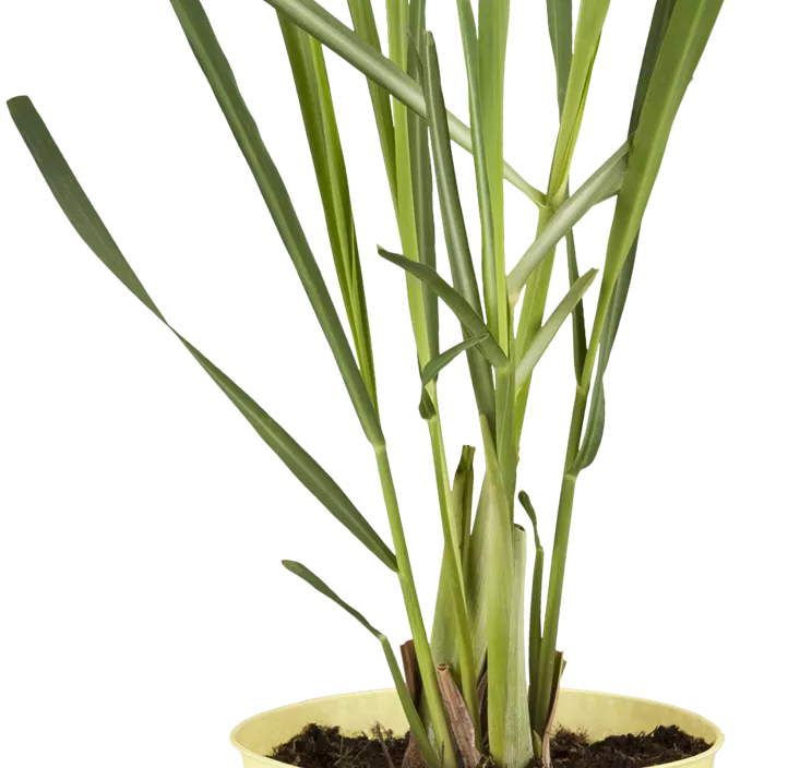 Zitronengras Zitronengras