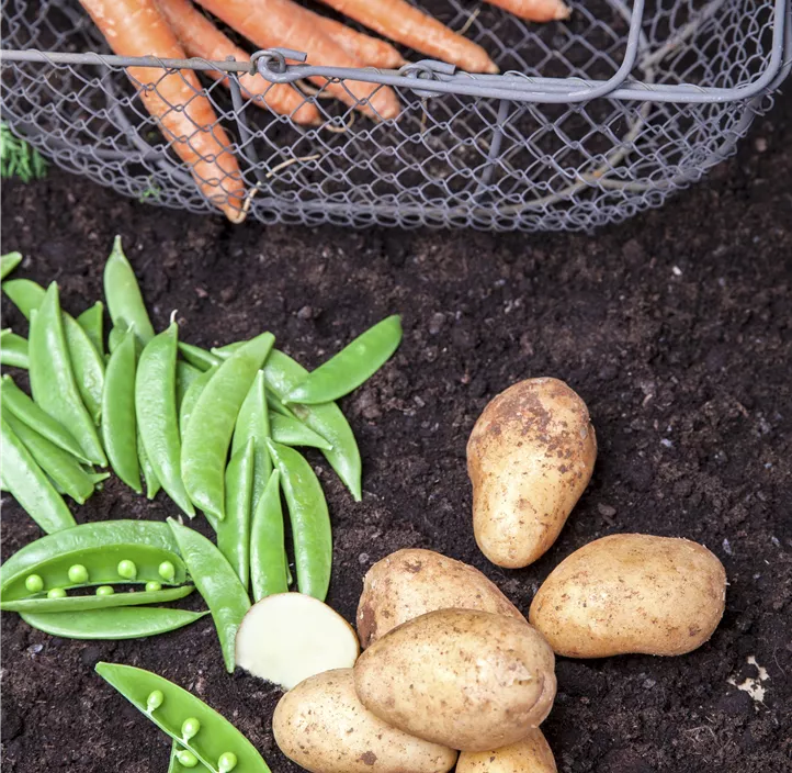 Gartenmöhre Gartenmöhre