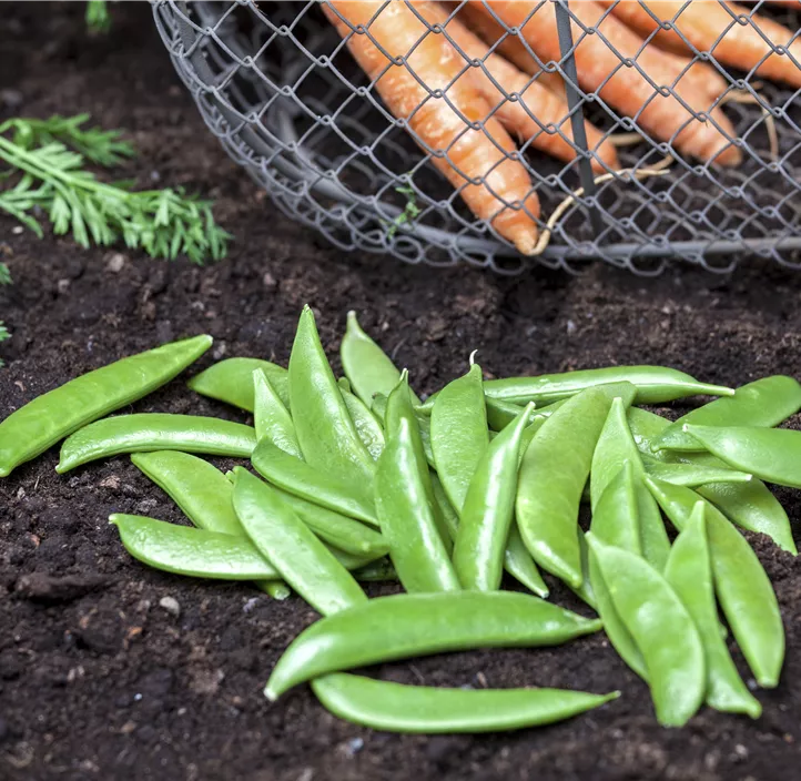 Gartenmöhre Gartenmöhre