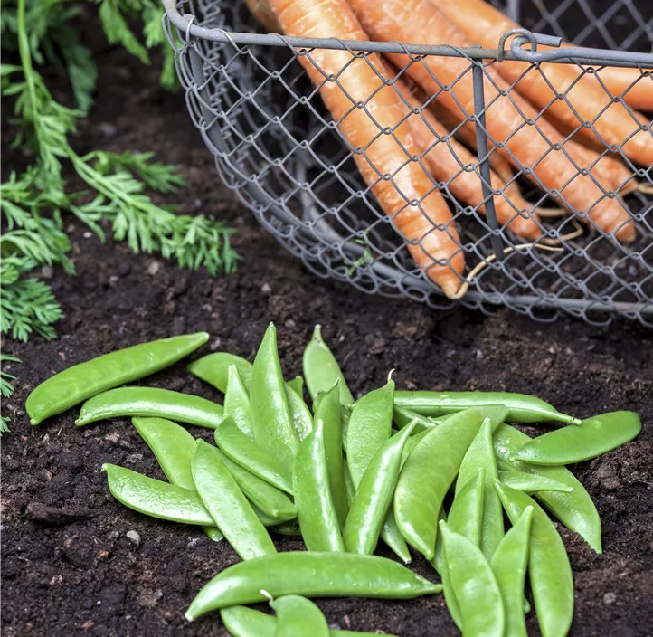 Gartenmöhre Gartenmöhre