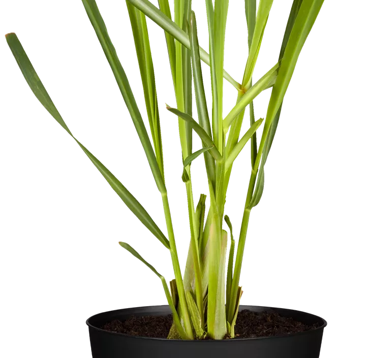 Zitronengras Zitronengras