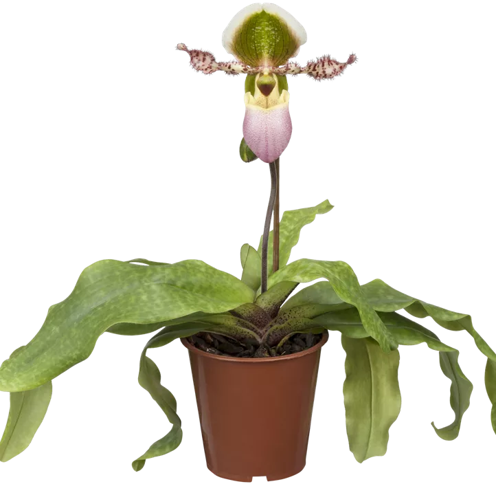 Frauenschuh 'Pinocchio' Frauenschuh 'Pinocchio'