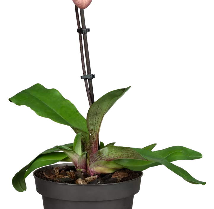 Frauenschuh 'Pinocchio' Frauenschuh 'Pinocchio'