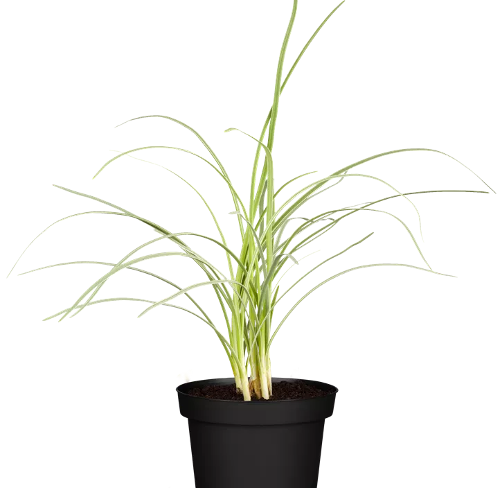 Zitronengras Zitronengras