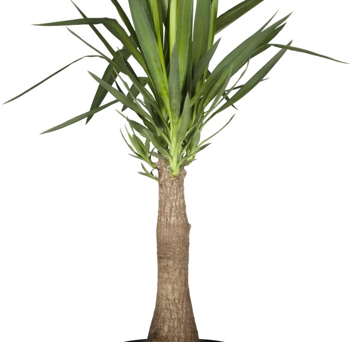 Palmlilie 'Maya Tree' Palmlilie 'Maya Tree'
