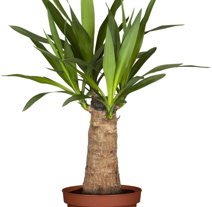 Palmlilie 'Maya Tree' Palmlilie 'Maya Tree'