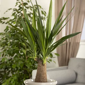 Yucca elephantipes Maya Tree